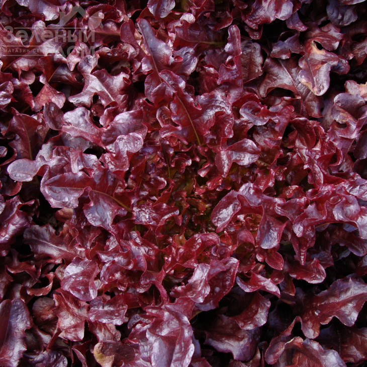 Верала / Verala фото 1