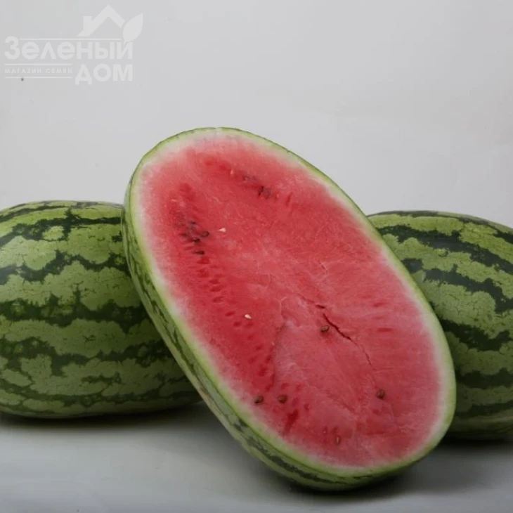 ЛС 1551 F1 / LS 1551 F1,62-65 дней фото 2