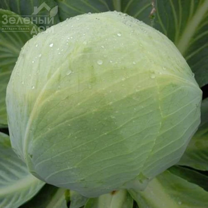 Золтан F1 (NiZ 17-1265) / Zoltan F1 (NiZ 17-1265),120-125 дней фото 3