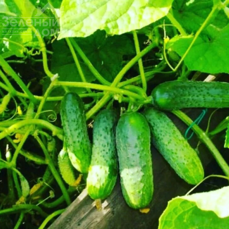 Грація F1 / Gracie F1,35-40 днів фото 1