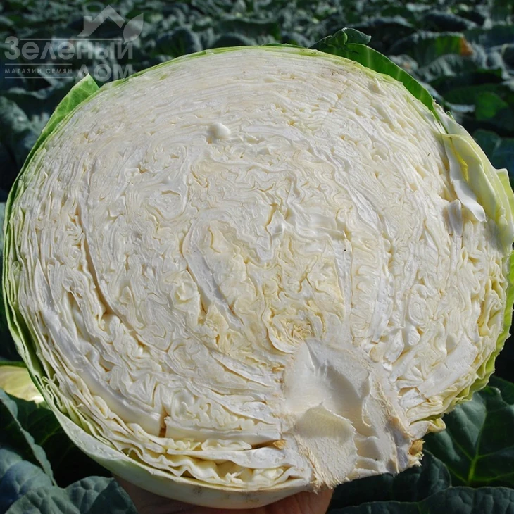 Капорал F1 / Kaporal F1,85-100 дней фото 3