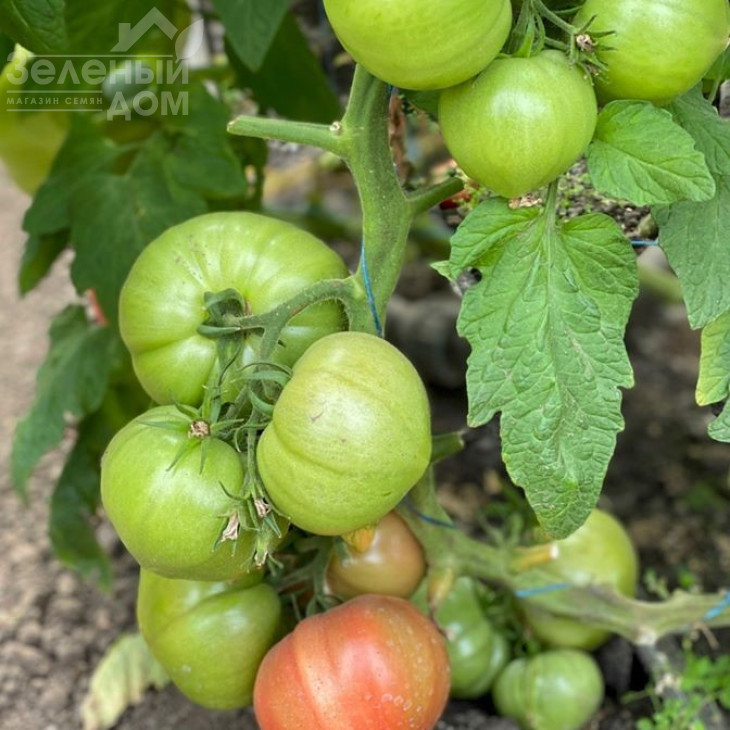 Гюсто F1 / Gusto F1 фото 3