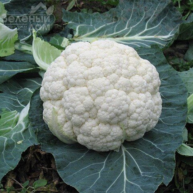 Локріс F1 / Locris F1,85 днів фото 1