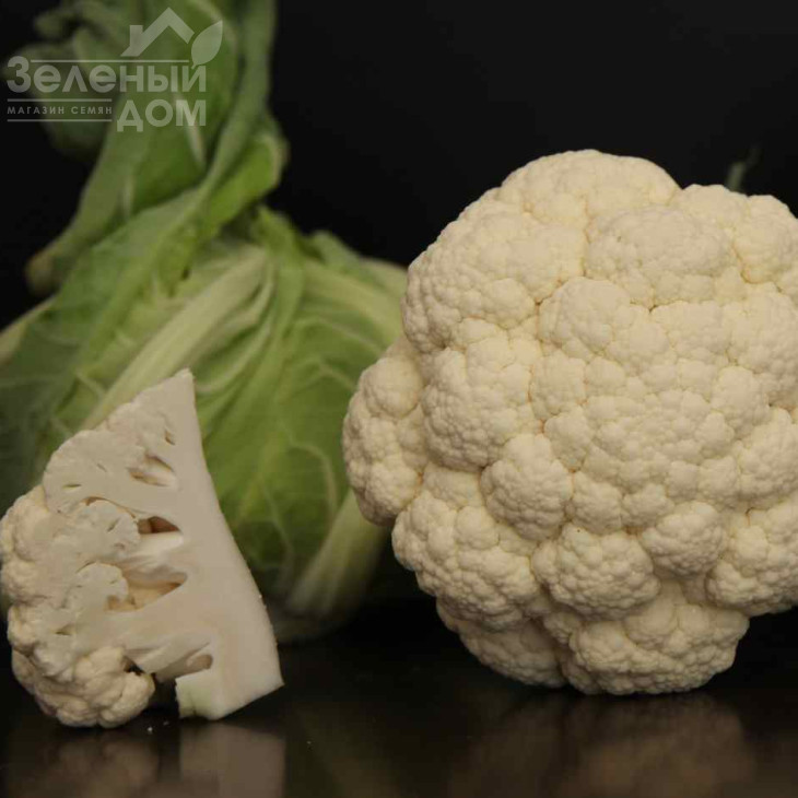 Вайт Ексель  F1 / White Excel F1,60-70 днів фото 1