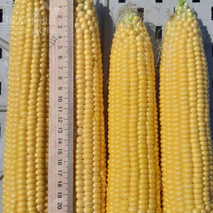 Сансвит F1 / Sansweet F1, 75-78 дней фото 3