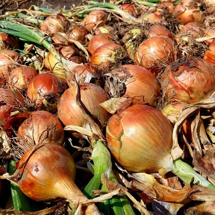 Соня F1 / Sonia F1,115-120 дней фото 2