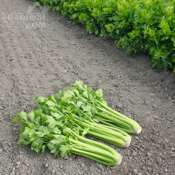 Танго / Tango,80 днів фото 2