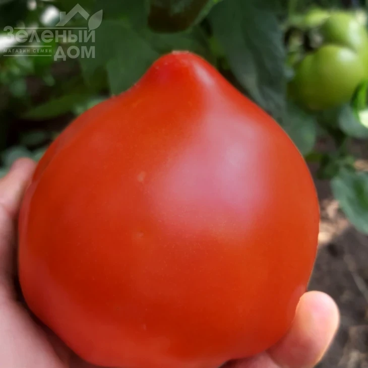 Никса F1 / Niksa F1, 65 -67 дней фото 1