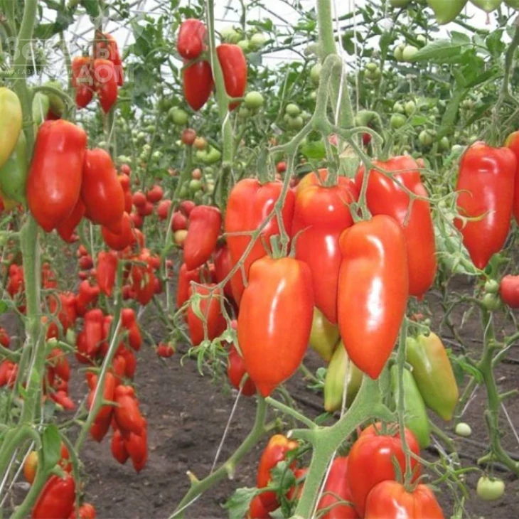 Корнабел F1 / Kornabel F1,60 дней фото 1