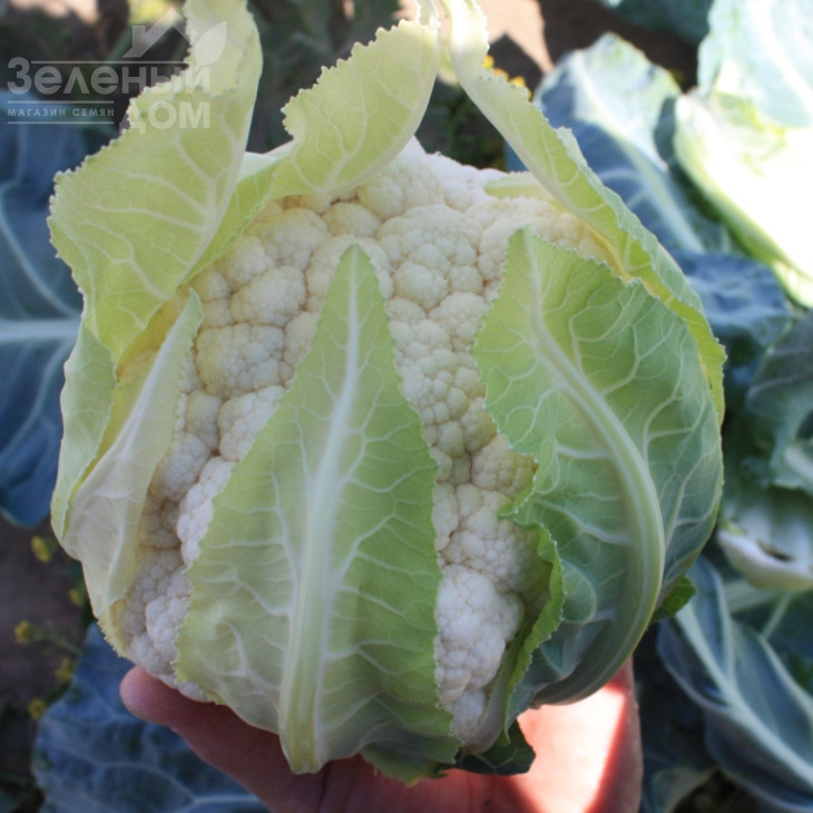 ТС 19-1403  F1 / TS 19-1403  F1, 60-65 днів фото 1