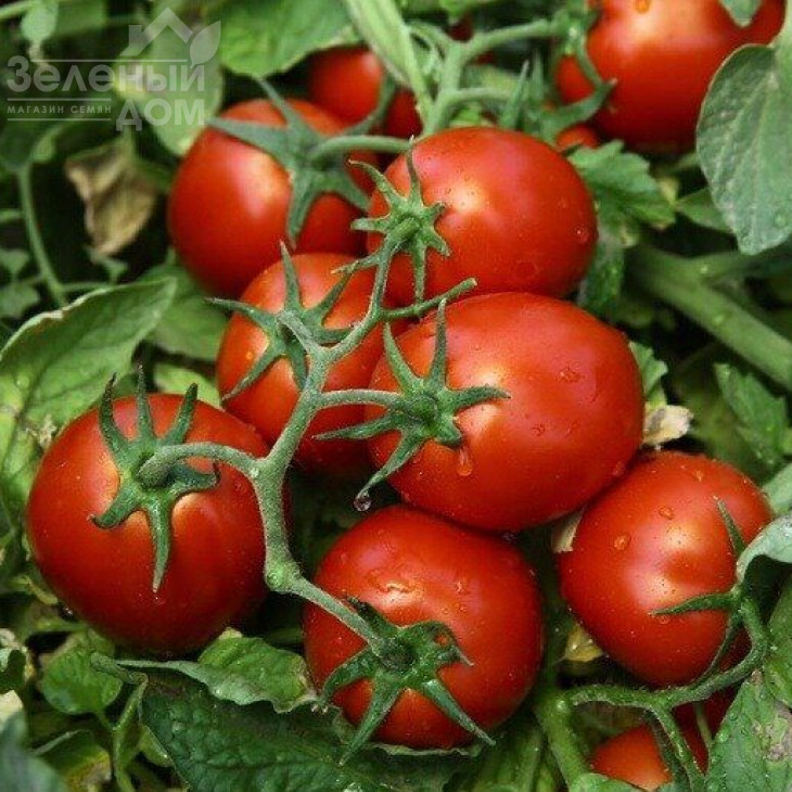 Чіблі F1 / Chibli F1,70-100 днів фото 1