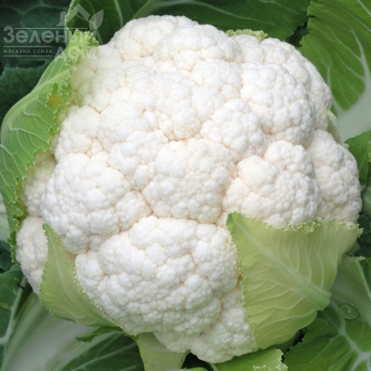 Сеул F1 / Seoul F1,70-75 днів фото 1