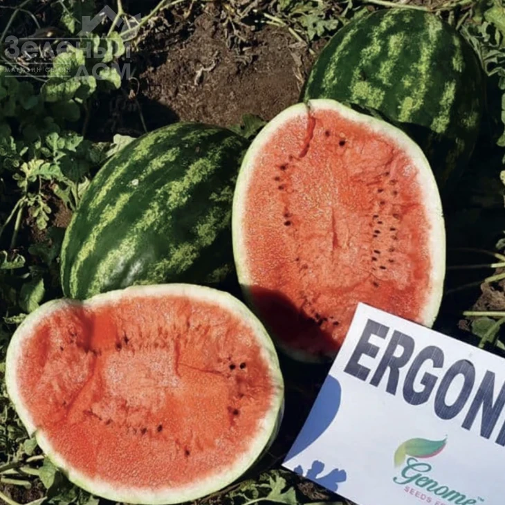 Эргони F1 / Ergoni F1, 60-65 дней фото 1