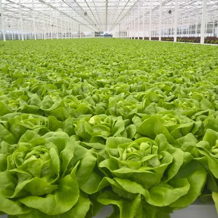 Ферли / Ferly фото 2