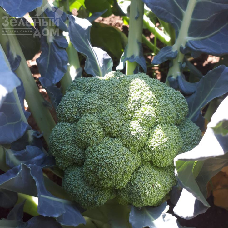 Самоа F1 / Samoa F1, 55-60 днів фото 1