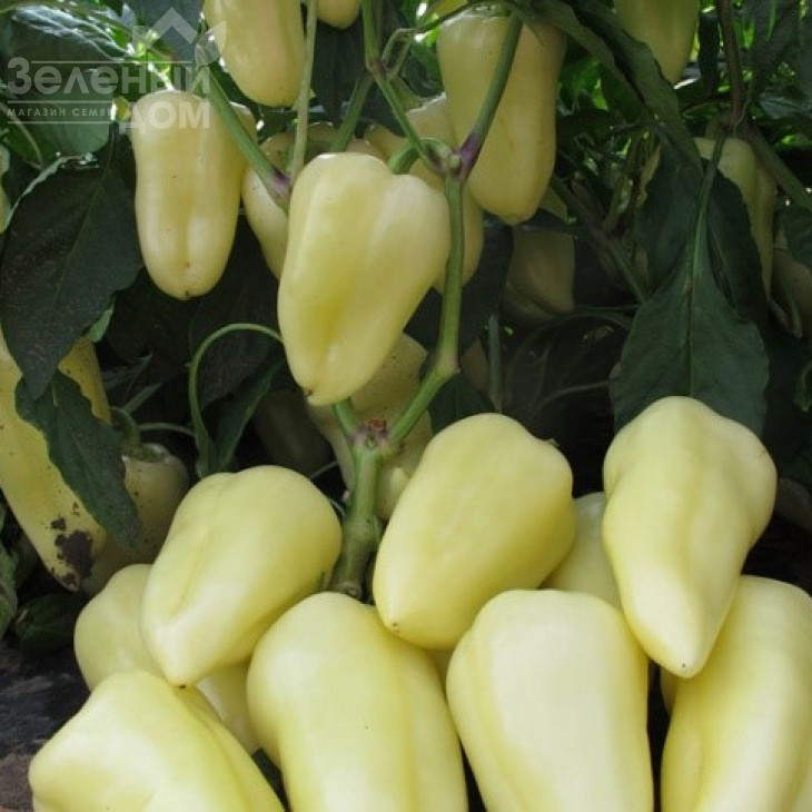 Хаскі F1 / Haski F1 фото 2