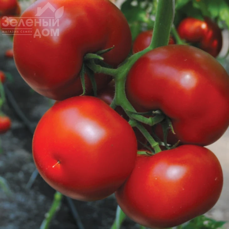 Барибин F1 / Baribin F1 фото 1