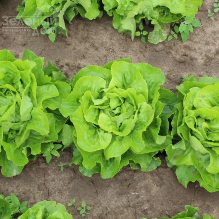 Аналотта / Analotta  фото 2