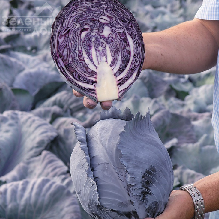 Рексома F1 / Rexoma F1,110-130 днів фото 1