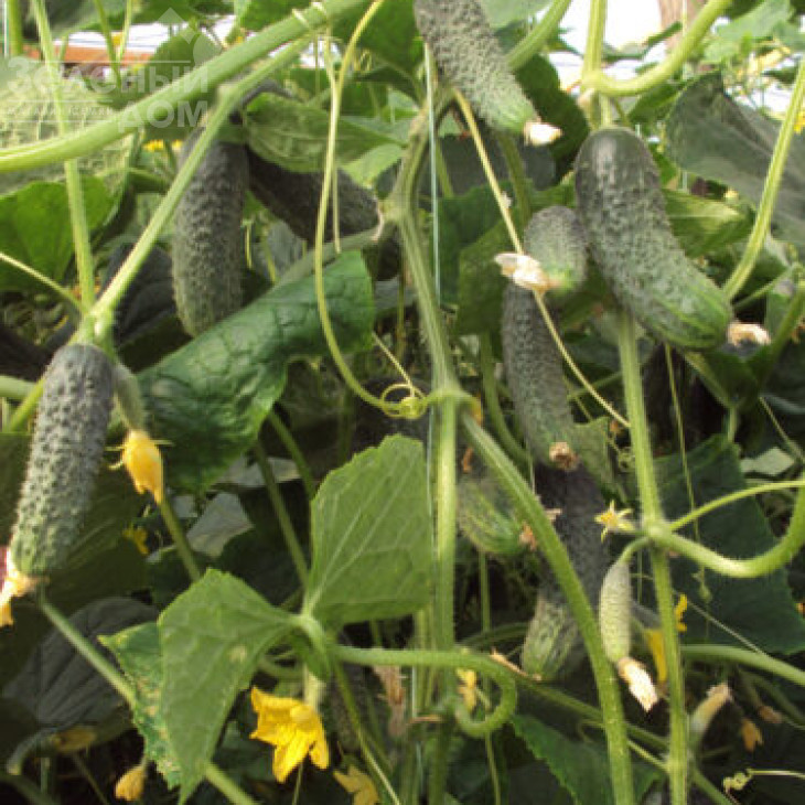 Кароліна F1 / Karolina F1,45 днів фото 3