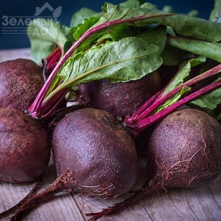 Зеппо F1 / Zeppo F1,60-70 днів фото 4