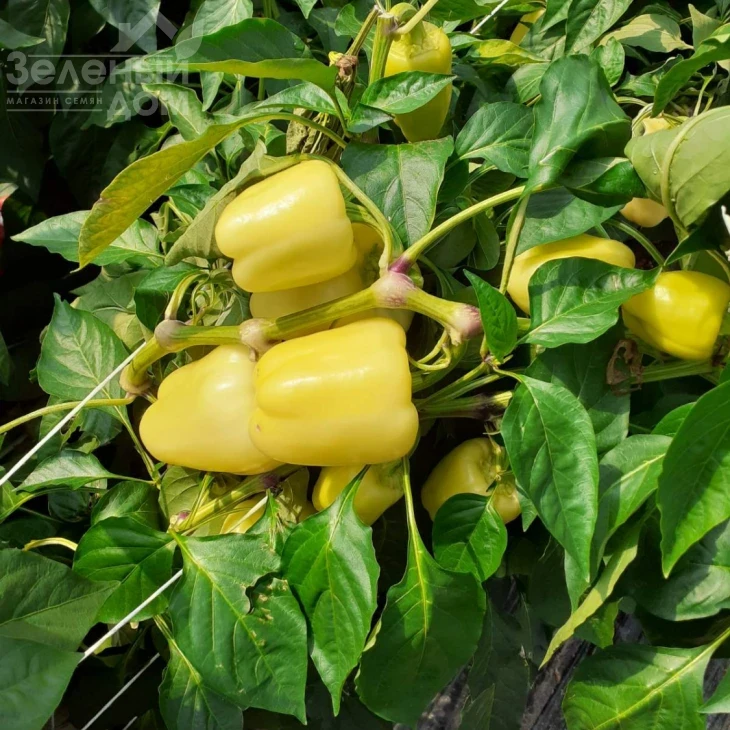 Спартако F1 / Spartako F1, 65-70 дней фото 2