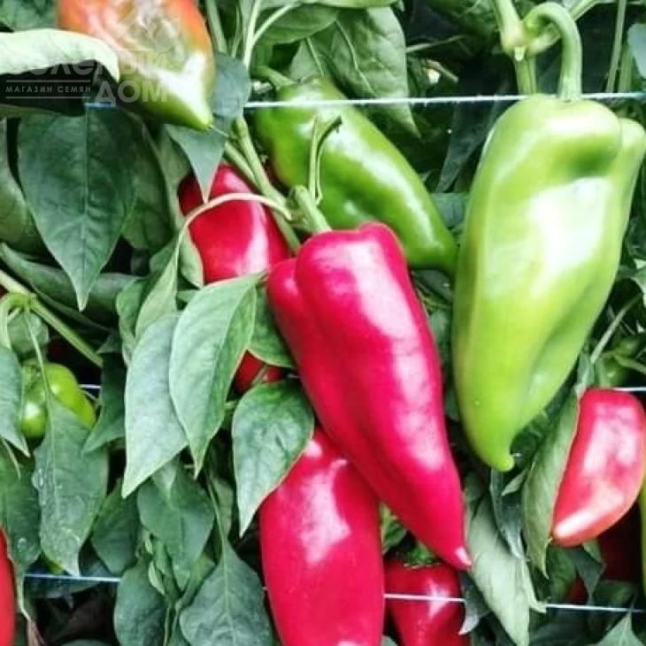 Навигатор F1 / Navigator F1,67-70 дней фото 4