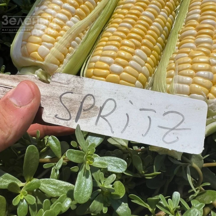 Сприц F1 / Spritz F1, 73-74 дня фото 3