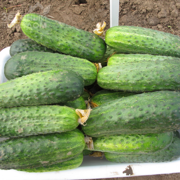 Аякс F1 / Ajax F1,42-44 дні фото 1