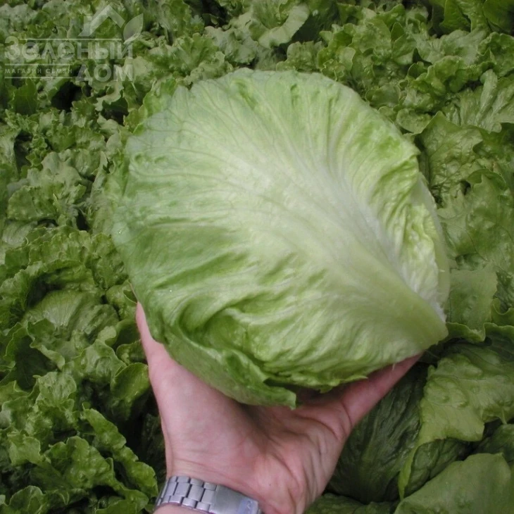 Максимо / Maximo фото 1