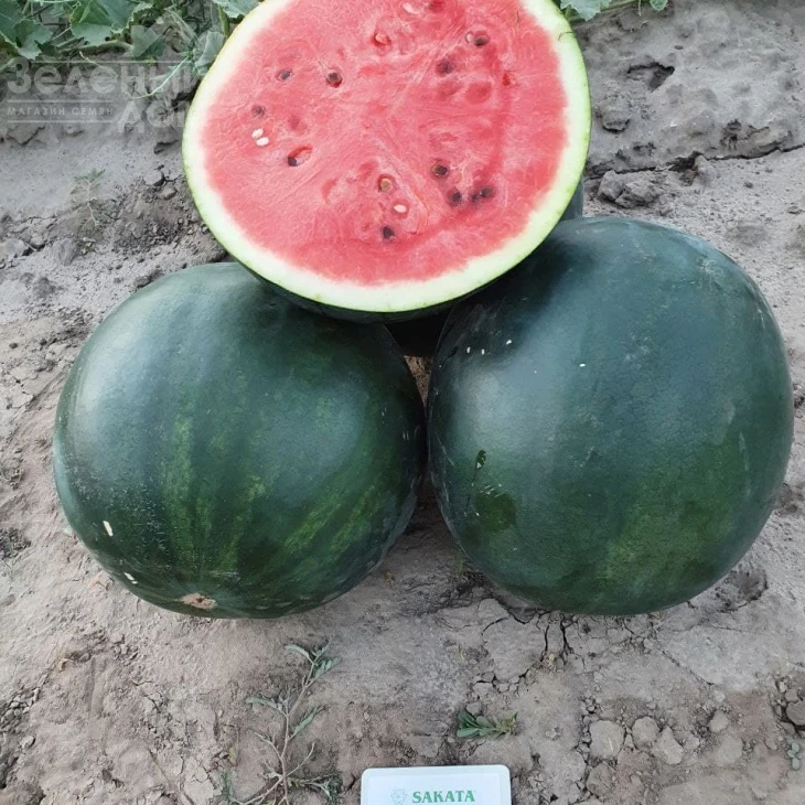 Фаер Бол F1 / Fire Ball F1, 55-50 днів фото 3