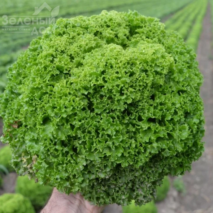 Кели / Keli фото 1