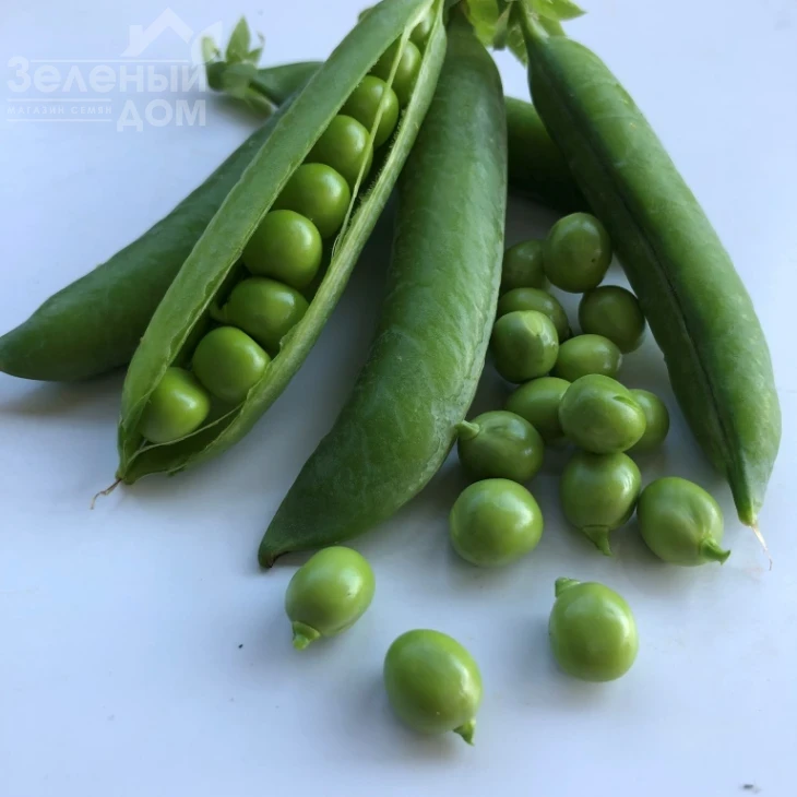 Кингсайз / Kingsize, 50-55 дней фото 3