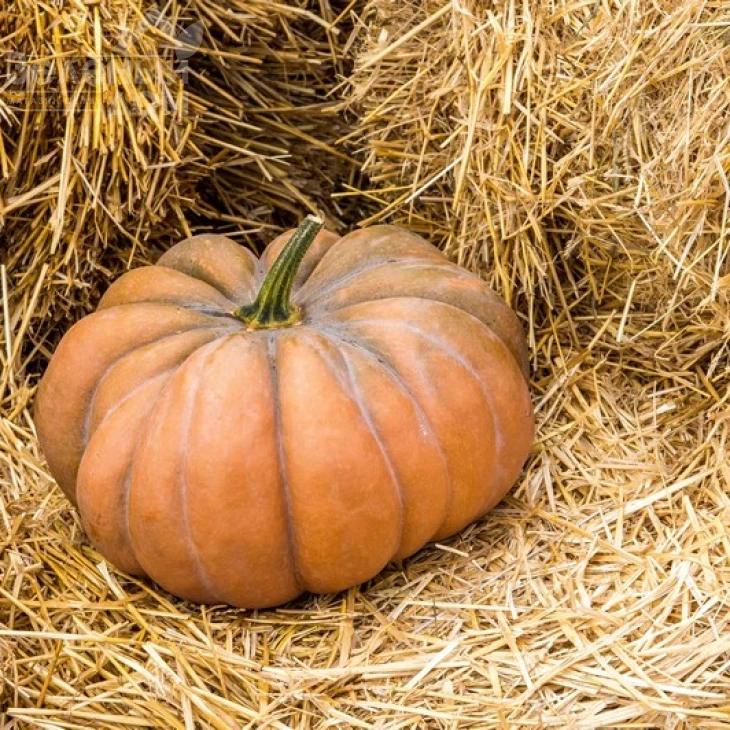 Мускат де Прованс / Muskat de Provans,115-120 дней фото 2