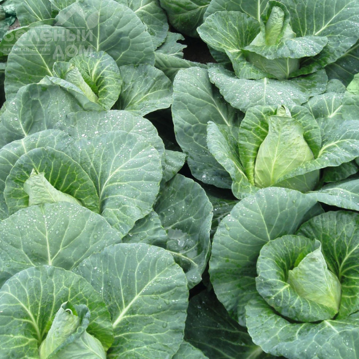 Карафлекс F1 / Caraflex F1,76 днів фото 2