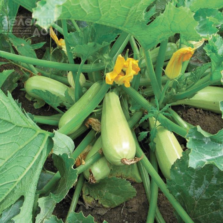 Карізма F1 / Karizma F1,40 днів фото 1