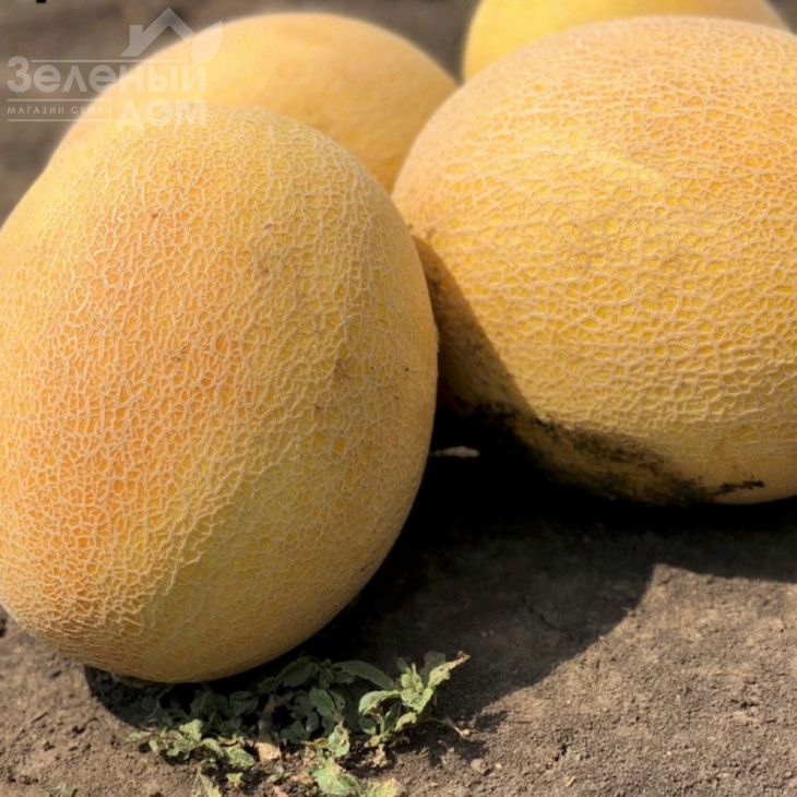 Радміла F1 / Radmila F1,60-65 днів фото 2