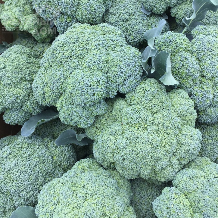 Корато F1 / Korato F1 фото 2