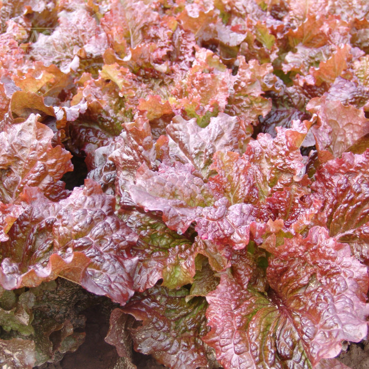 Росела / Rosela фото 1