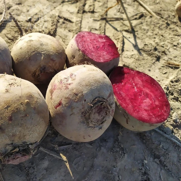 Марун F1 / Marun F1,55-60 дней фото 3