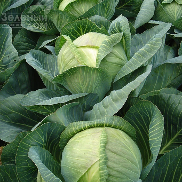 Фундакси F1 / Fundaxy F1,130-135 дней фото 1