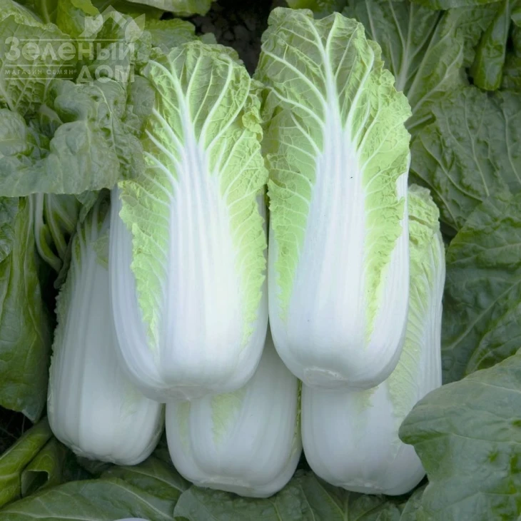 Билко F1 / Bilko F1,67-72 дня фото 3