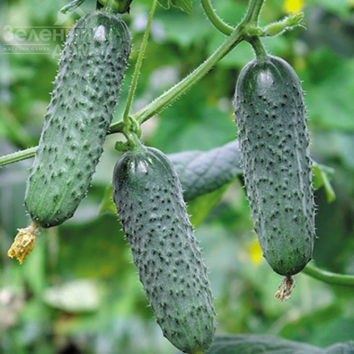 Мадита F1 / Madita F1,40-45 дней фото 1