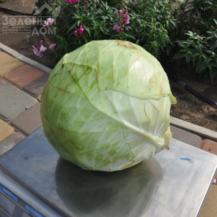 Діжон F1 / Dijon F1, 85-90 днів фото 2