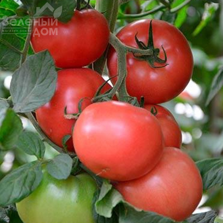 Канна 218 F1 / Kanna 218 F1,95-100 днів фото 1