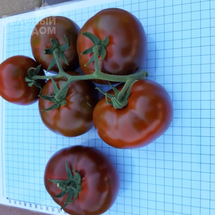 Керук F1 / Keruk F1, 70 дней фото 4