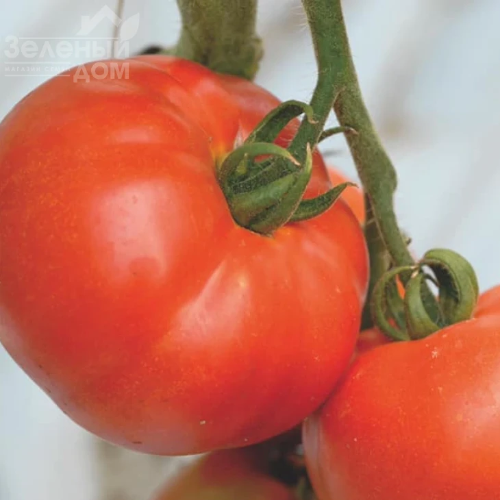 Берберана F1 / Berberana F1,90-100 дней фото 1