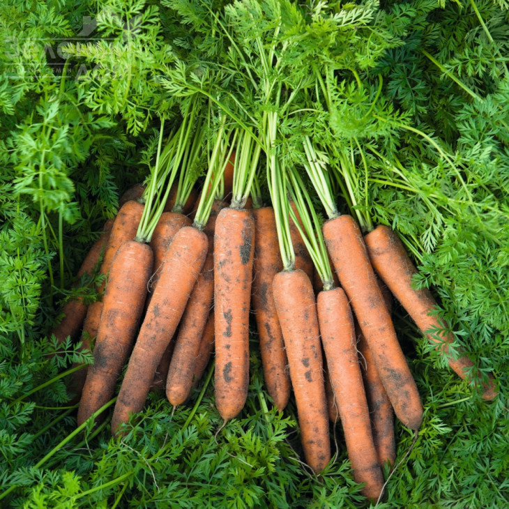 Ніланд F1 / Niland F1,131 день фото 3