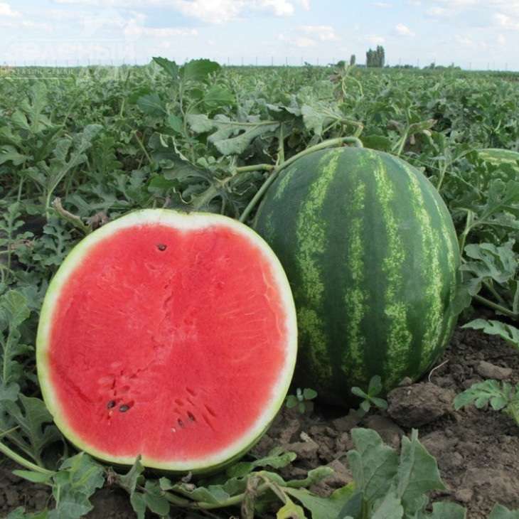 ВДЛ5003 (Арашан) F1 / VDL5003 (Arashan) F1,64-68 днів фото 3