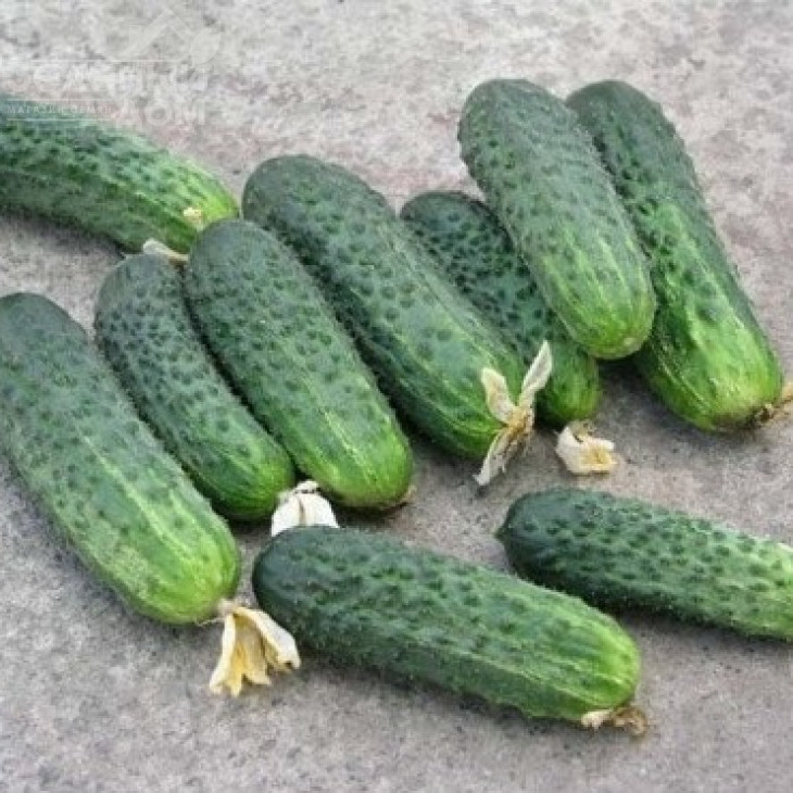 Афіна F1 / Afina F1,38-40 днів фото 3